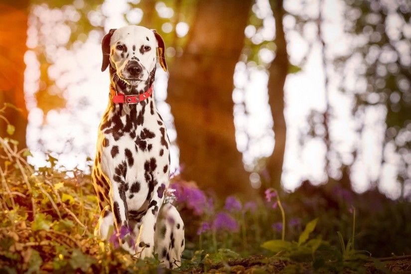 Dalmatian, Dog, Animals, Sunlight, Depth Of Field Wallpapers HD / Desktop  and Mobile Backgrounds