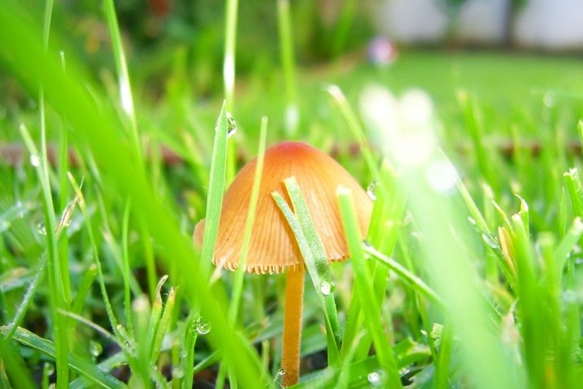 Mushroom in grass Wallpaper Plants Nature Wallpapers
