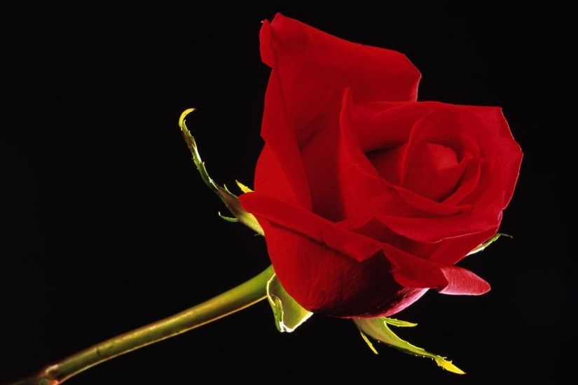 Images For > Black Red Rose Background