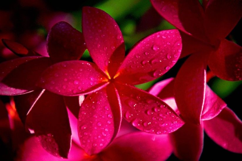 Bright Pink Flower