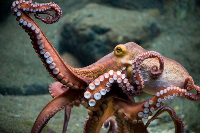 Octopus Wallpapers Hd
