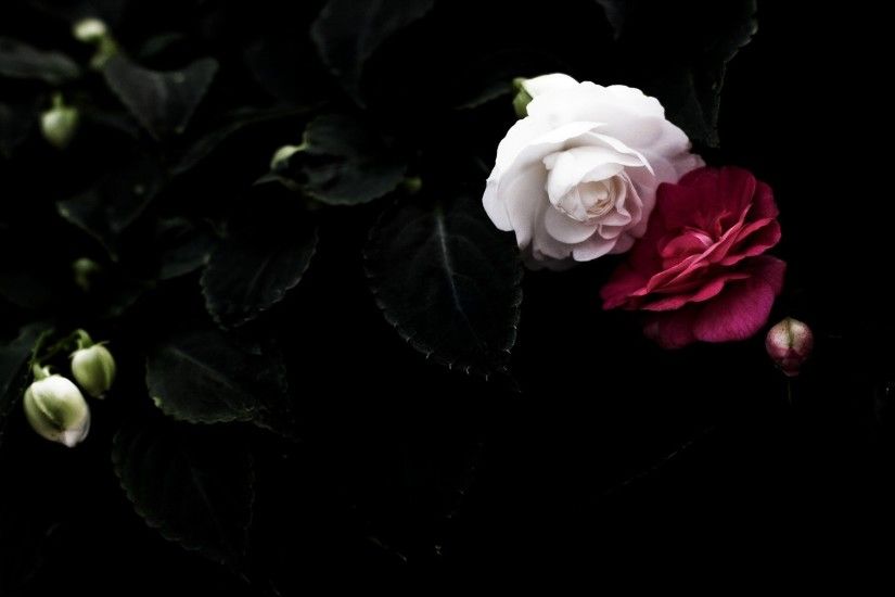 Black And White Red Rose Wallpaper