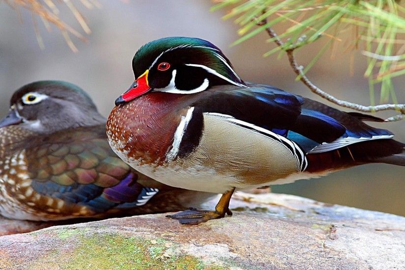 Pictures Of Wood Duck