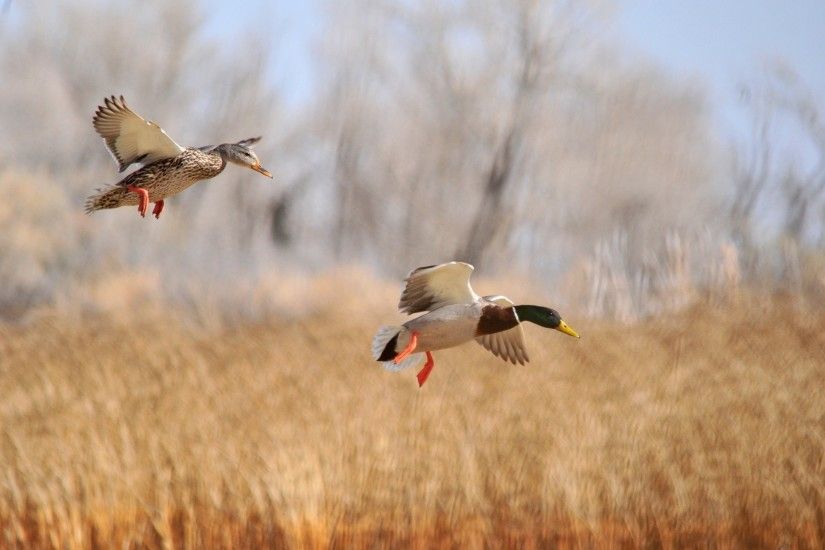 Animal - Mallard Motion Blur Bird Flying Animal Duck Wallpaper