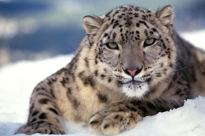 Scary Snow Leopard Wallpapers | HD Wallpapers