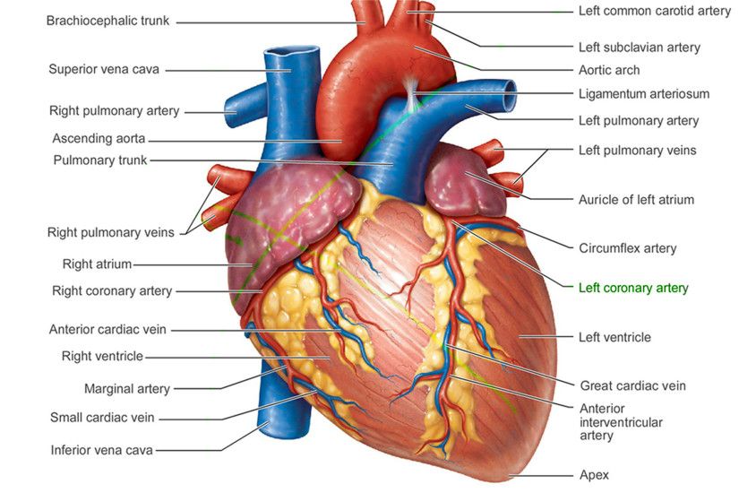 ... External Structure Of Brain Wallpaper External Structure Of Human Heart  Anatomy External Structure Of ...