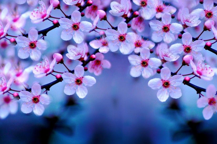 Cherry Blossom Wallpaper | feelgrafix.com | Pinterest | Cherry blossoms