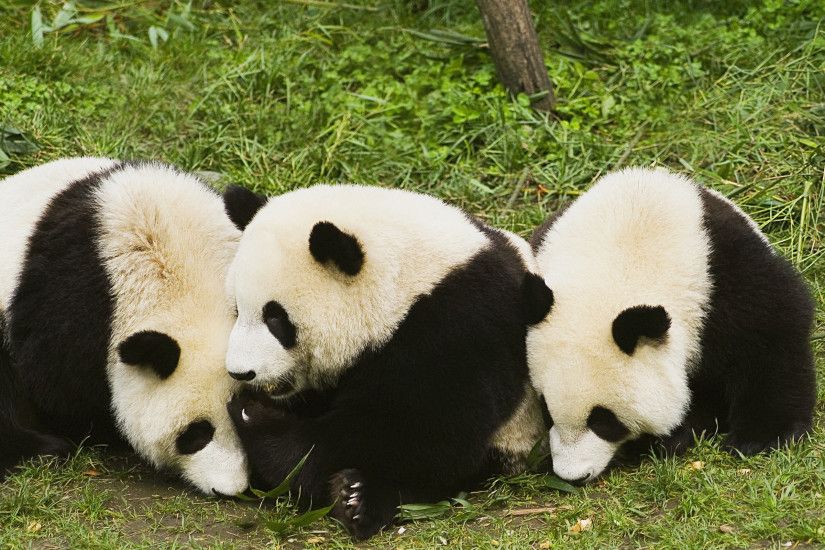 wallpaper.wiki-HD-Cute-Panda-Photos-Tumblr-PIC-