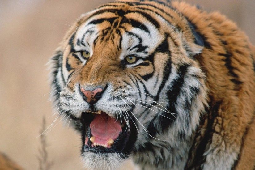 ... Siberian Tiger Face - wallpaper.