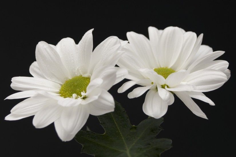 White Flowers 7720