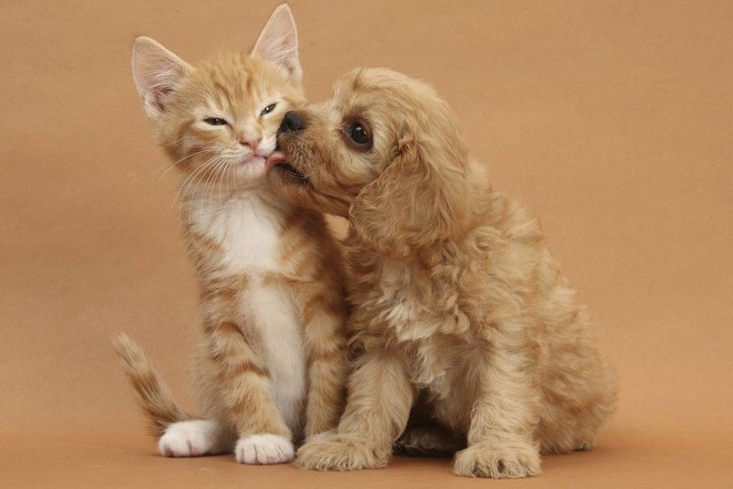 Cute dog and cat - Dogs Wallpaper how to train your dog Check out the  information