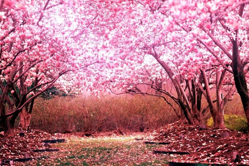 Cherry Blossom Tree Desktop Background. Download 1920x1080 ...