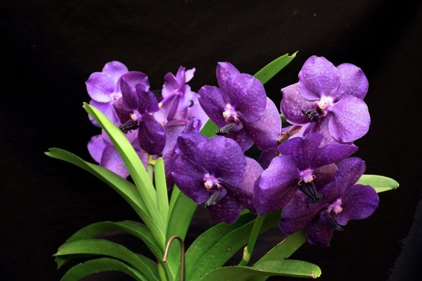 wanda orchid dark flower