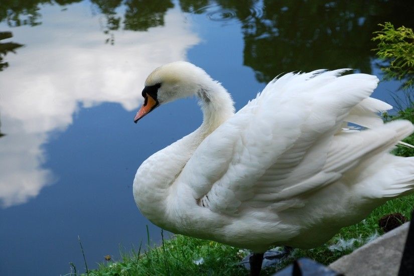 Wildlife Photography images Swan HD wallpaper and background photos