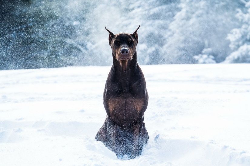 Image Doberman Pinscher Dogs Winter Snow Animals 2840x1775