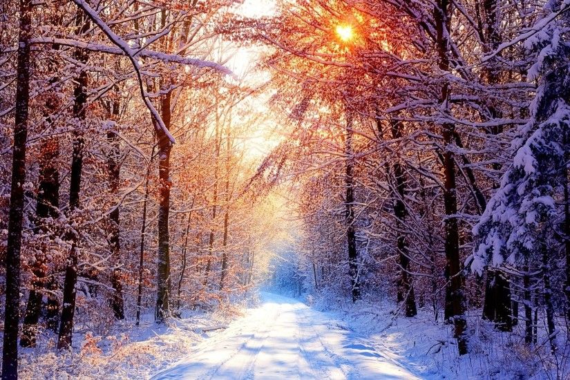 Scenery Pics images Winter trees HD wallpaper and background photos