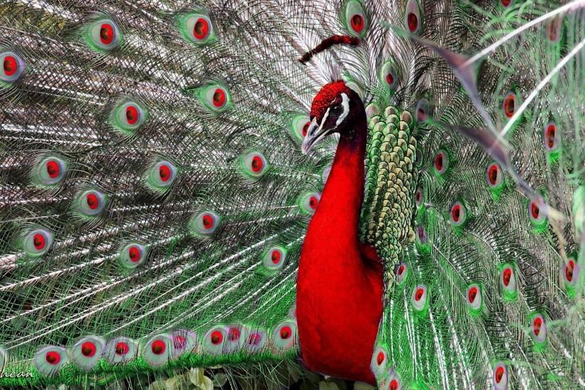 Red Peacock Wallpaper