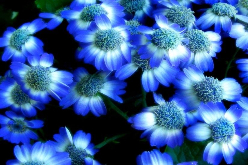 ... Nature Beauty Flowers Blue Lotus Full Hd 13 Backgrounds Blue Lotus  Flower Images Flowers Petsprin With ...