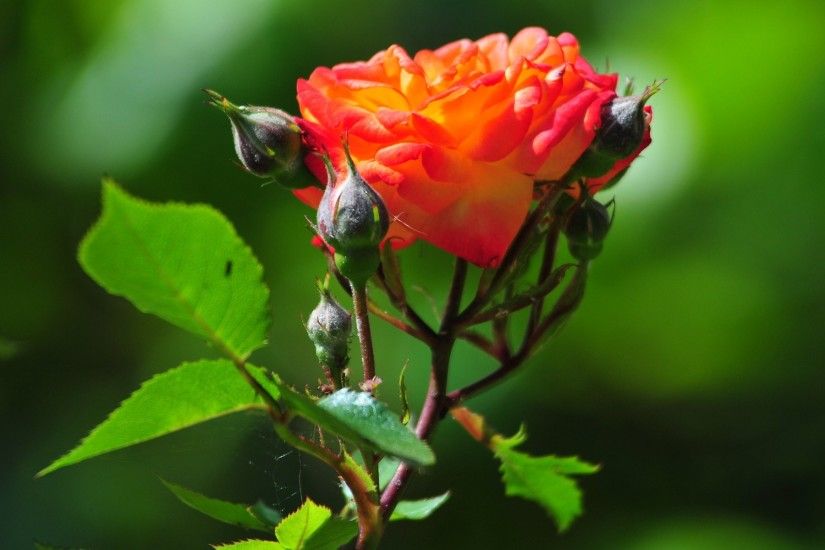 Beautiful Rose Flowers HDs For Desktop 821497