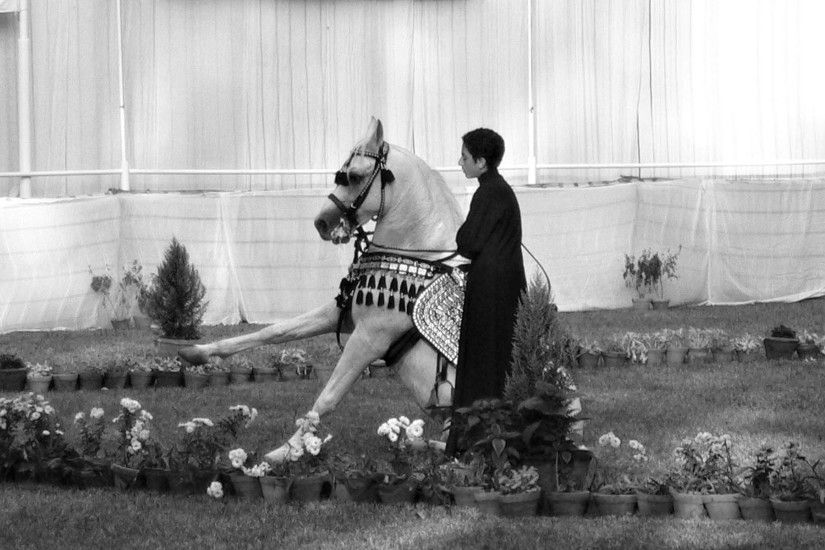 Arabian Horse 363353