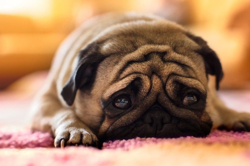 Sad Pug