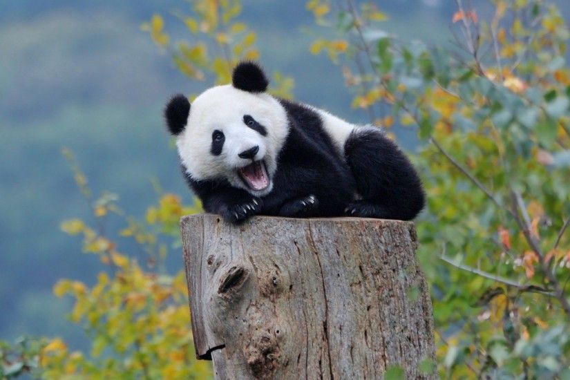 cute panda wide wallpaper