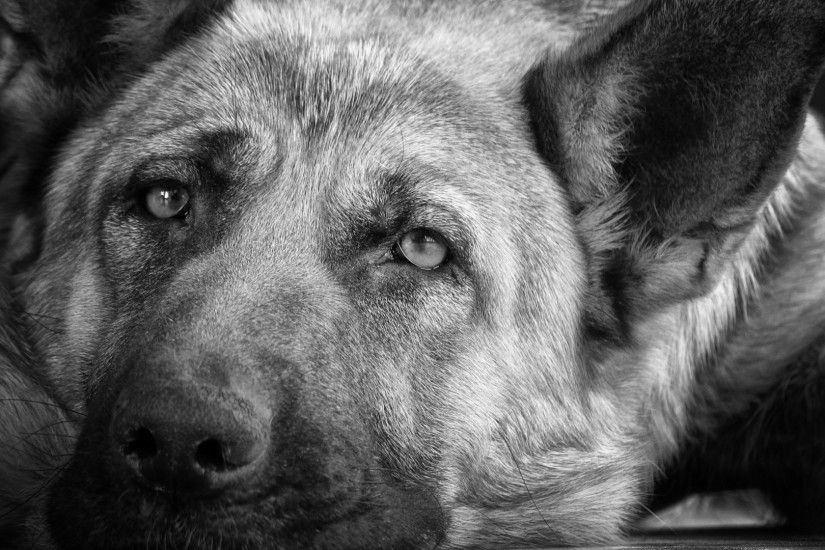 1920x1080 Wallpaper dog, muzzle, black white, sadness, look
