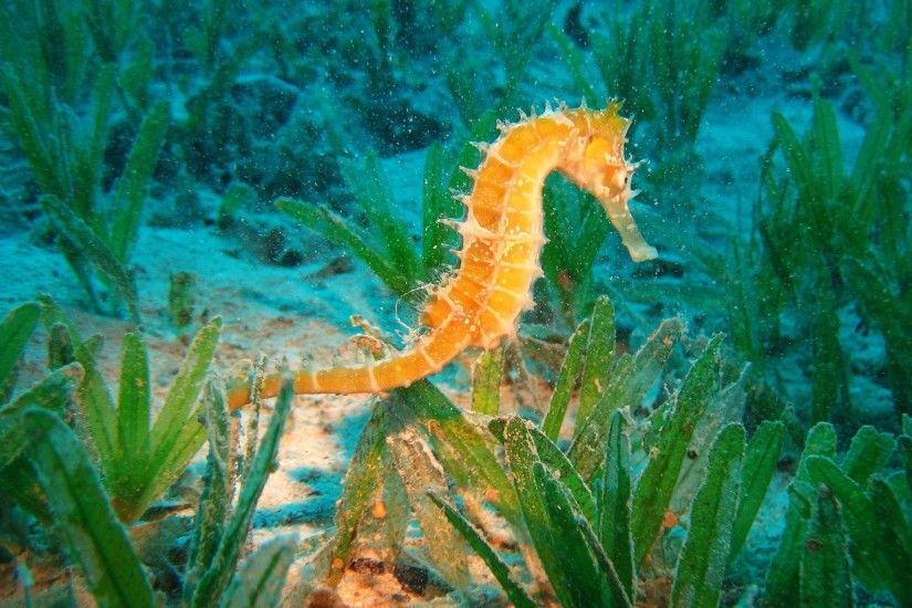 ... Seahorse Wallpaper - Android Apps on Google Play ...