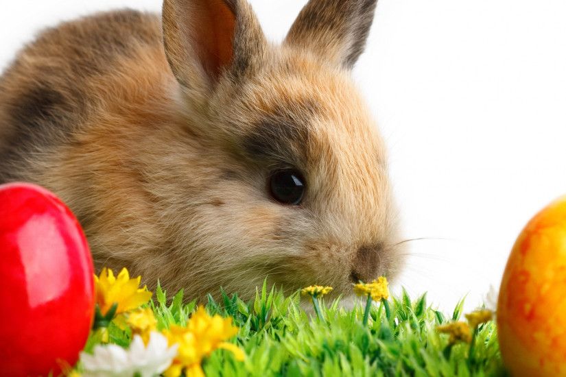 Preview wallpaper rabbit, easter, eggs, grass, white, flowers 2048x2048