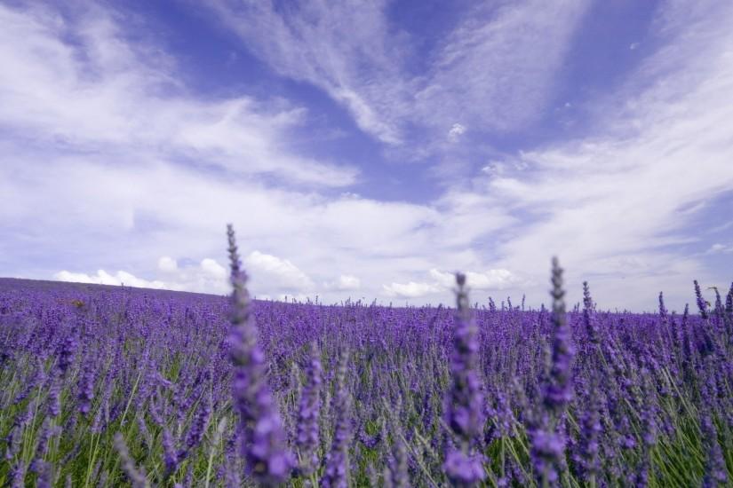 Preview wallpaper lavender, field, sky, clouds, horizon, nature 1920x1080