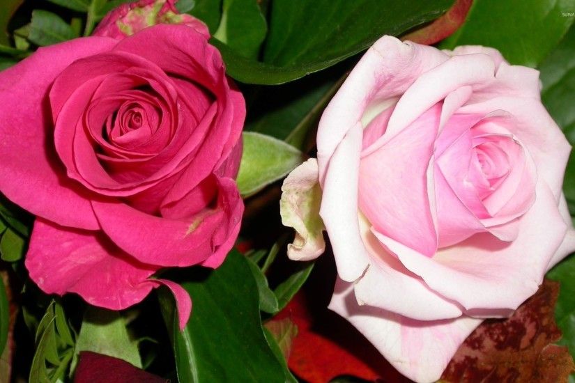 Pink and a pale pink roses wallpaper