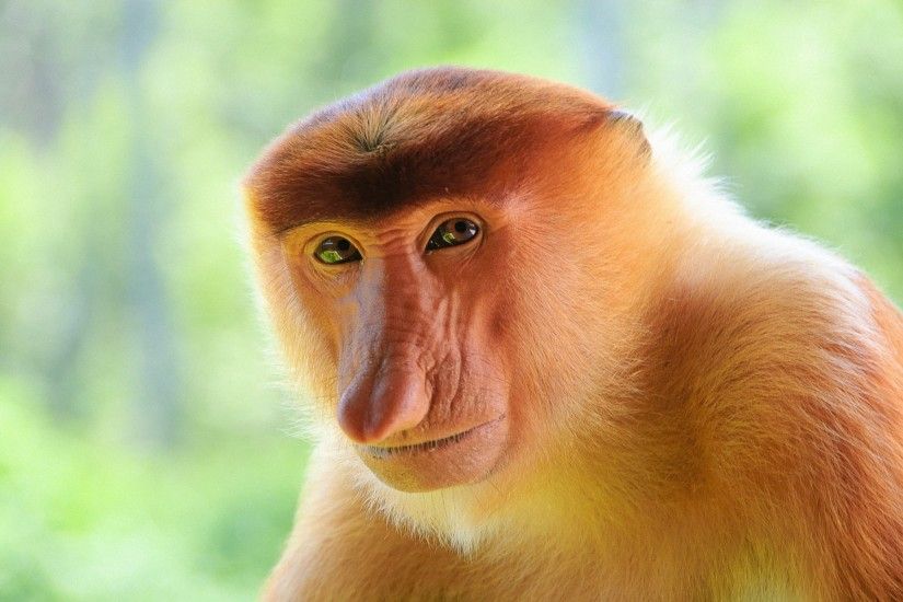 Proboscis-monkey-close-up_1920x1200-Wallpaper.jpg (1920Ã1200)