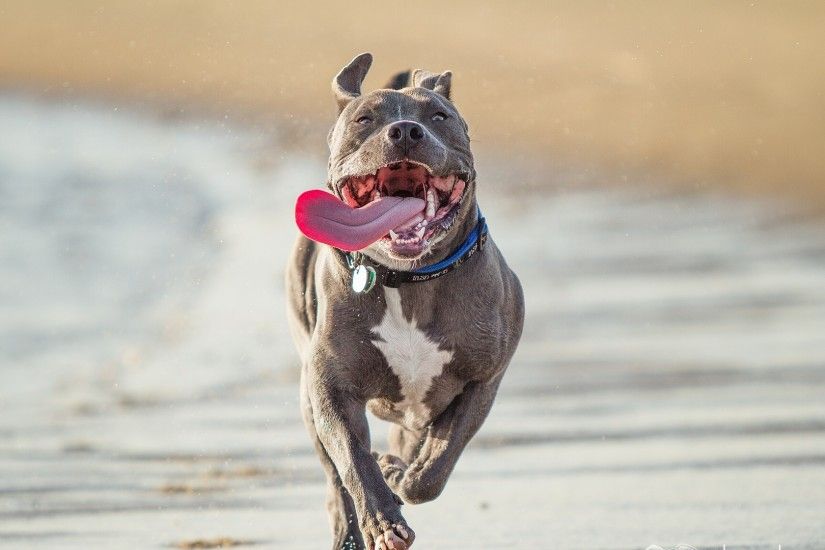 3840x2160 Wallpaper pit bull terrier, run, protruding tongue