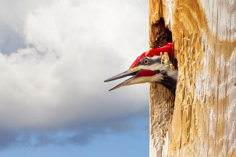 ... Pileated Woodpecker Pileated Woodpecker