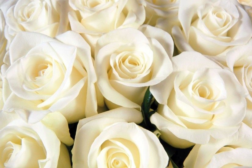 amazing flower white roses background hd wallpapers - Wallumi