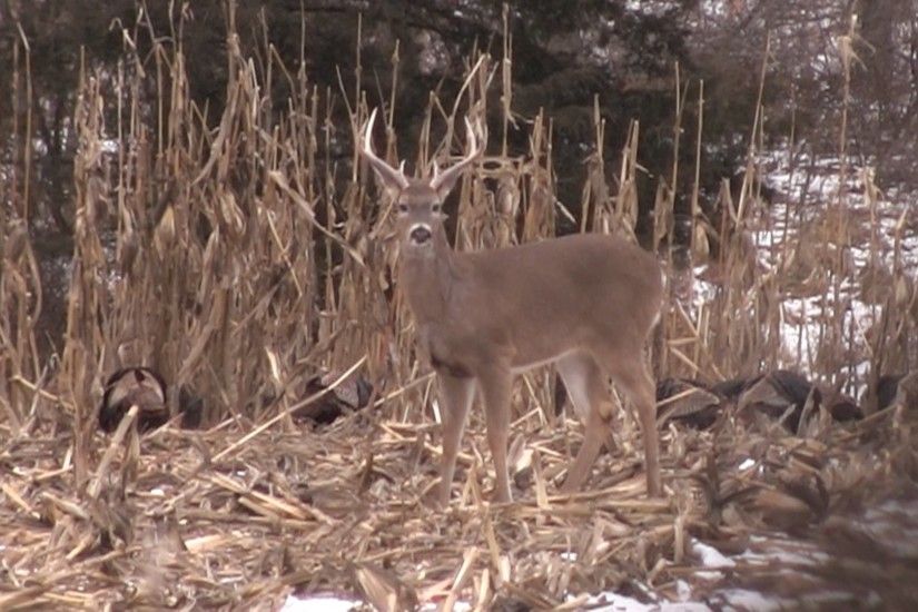 Should hunters expect to see fewer deer in 2014 because of winter kill? The  Deer Severity Index says "yes."