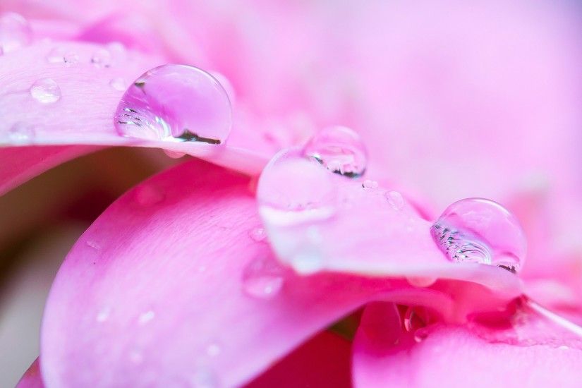 3840x2160 Wallpaper flower, pink, macro, petals, drops, water, dew