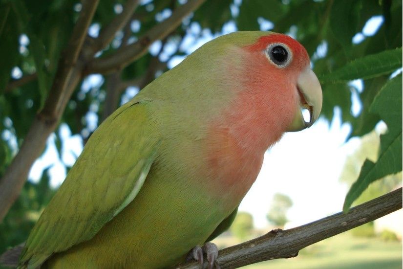 Wallpapers Backgrounds - Agapornis roseicollis rosy faced lovebird wallpaper  pet