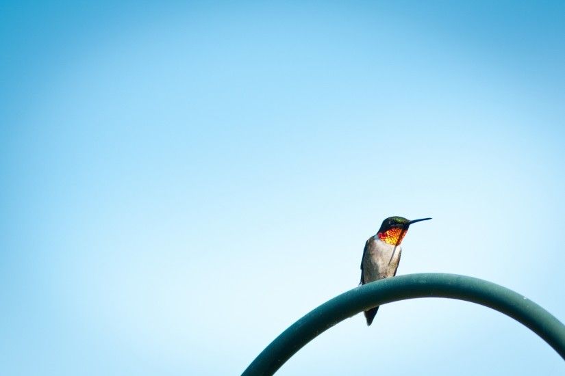 Lonely Hummingbird wallpapers and stock photos