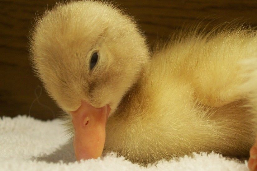 File:Baby Duck.jpg
