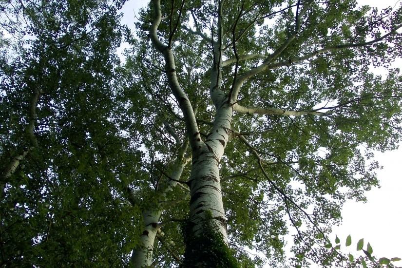 HD wallpaper birch tree viewed from ground
