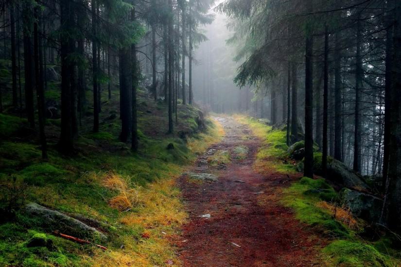 Foggy Pine Forest Wallpaper Widescreen HD