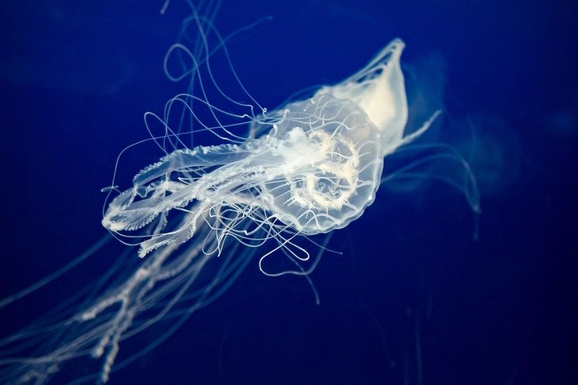 HD Jellyfish Underwater Ocean Photo Background Wallpaper