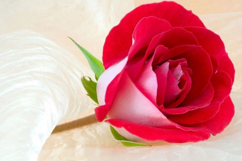 Rose Wallpapers Page 16 Flowers Still Life Purity Lifes