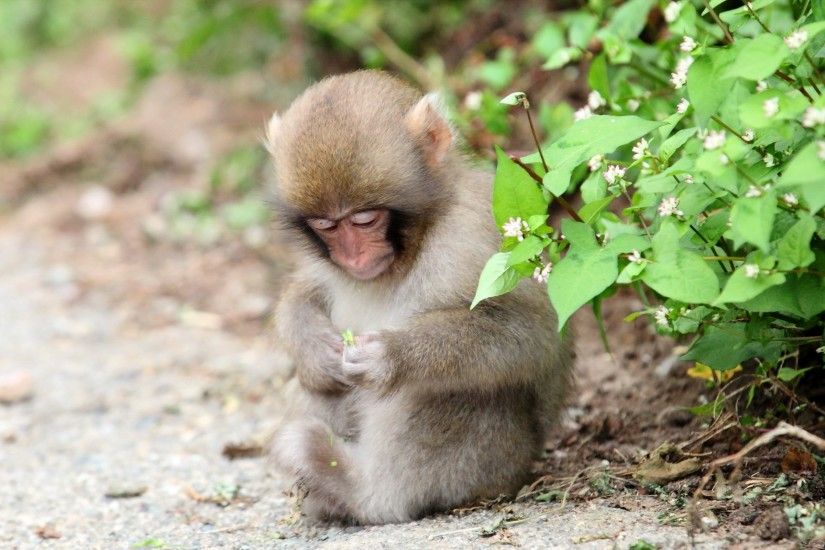 baby monkey wallpaper background 6467