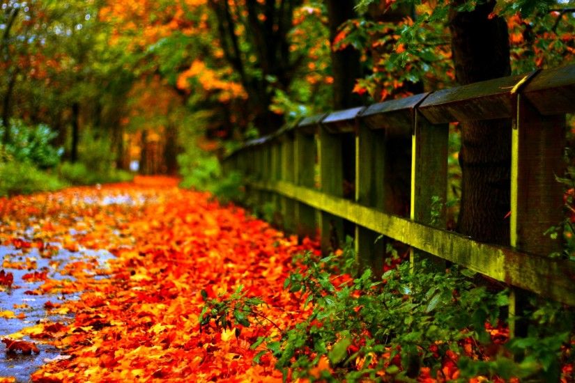 Autumn Leaves Hd Wallpapers #8270