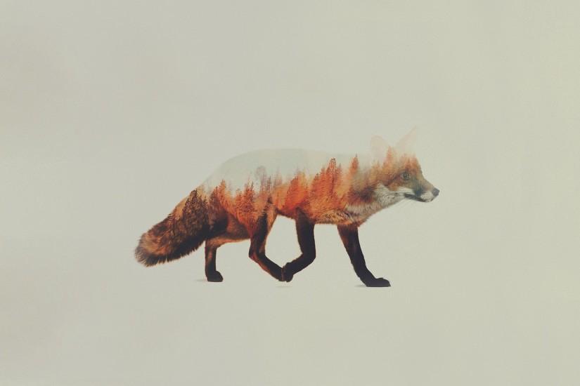 top fox wallpaper 1920x1080