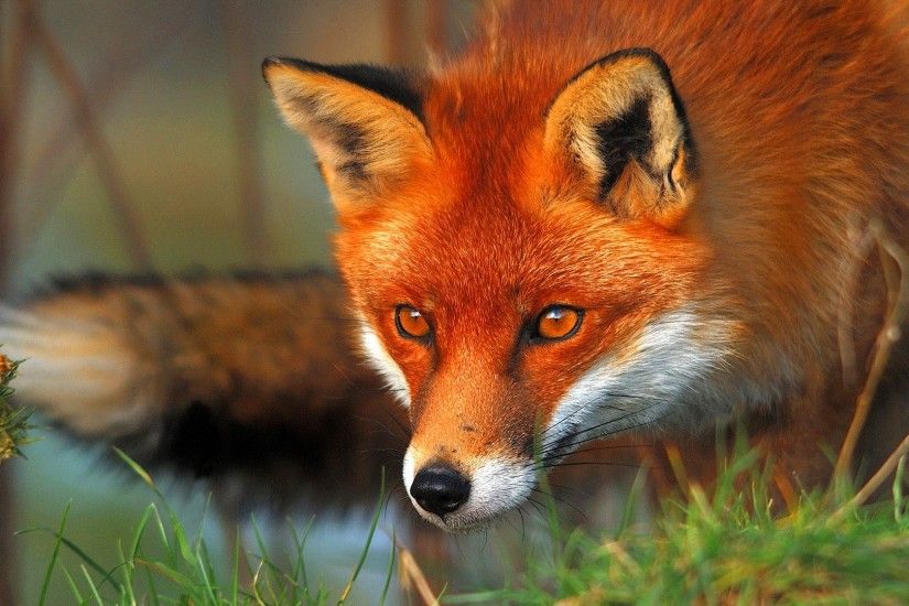 Download Red Fox Wallpapers 1920 x 1080