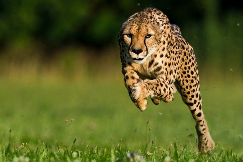 Cheetah-Wallpaper-HD-photos-download