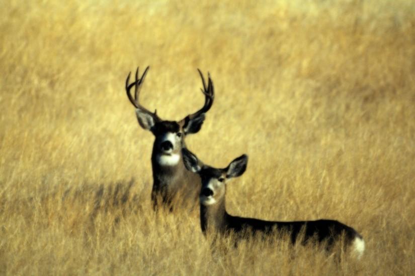 Deer Hunting Wallpaper Desktop